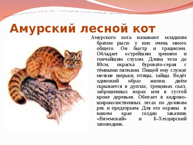 Дальневосточный кот: дикий амурский красавец