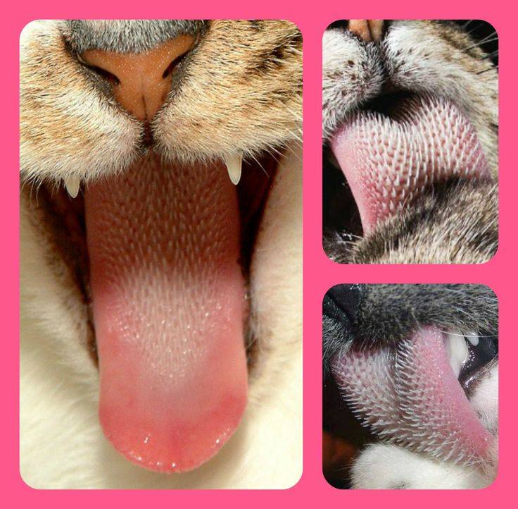 Почему у кошек шершавый язык | для чего котам острый язык