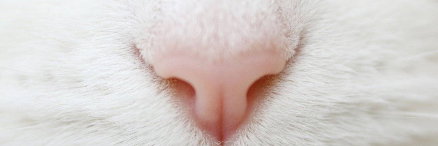 Причины мокрых и холодных носов у котов: что означает и когда надо волноваться