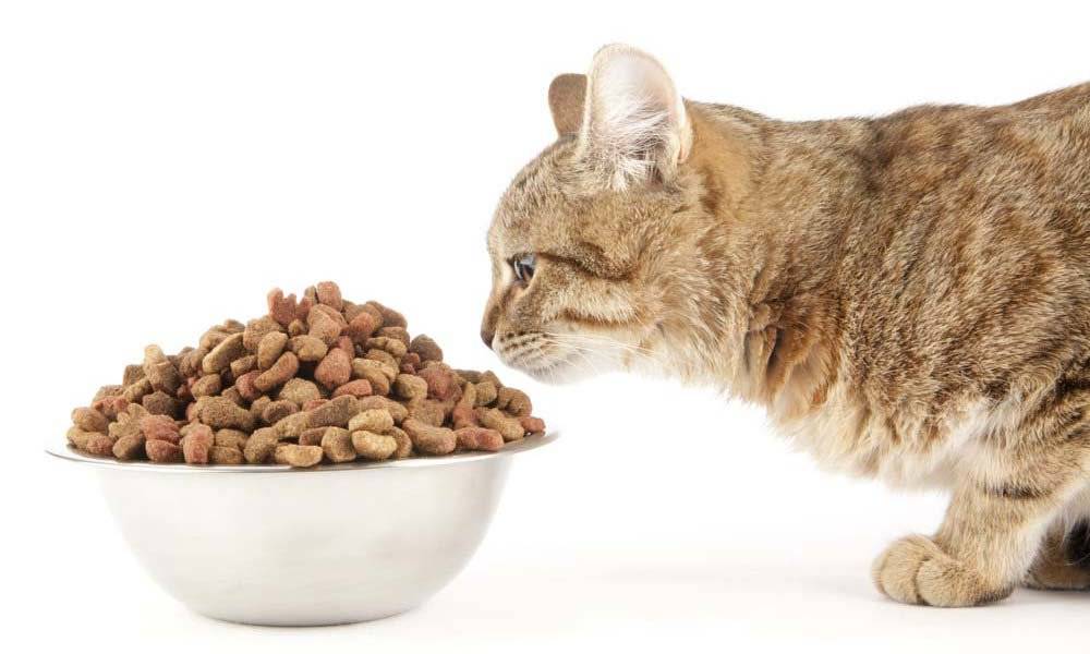 Как приучить кошку есть сухой корм?