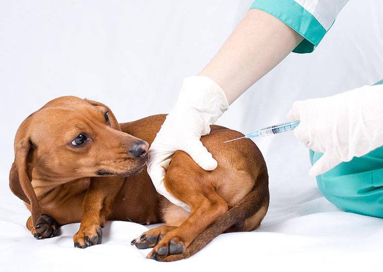 Прививка (вакцина) от бешенства собаке помогает или нет