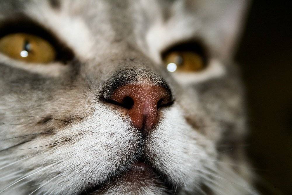 Насморк у кошек: причины и чем лечить в домашних условияхветлечебница рос-вет