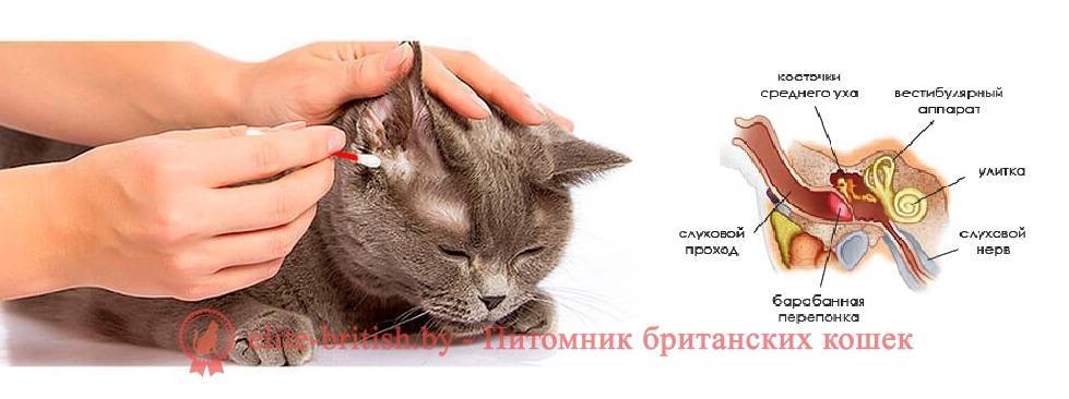 Если у кошки горячие уши: нормальное явление или стоит волноваться?