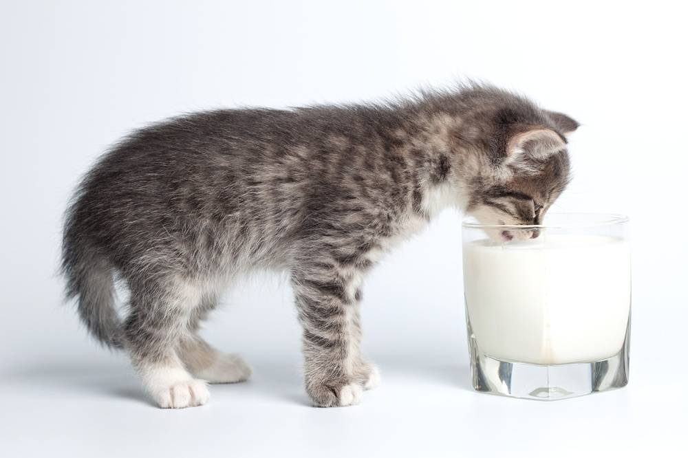 Можно ли котам давать молоко? | кот и кошка