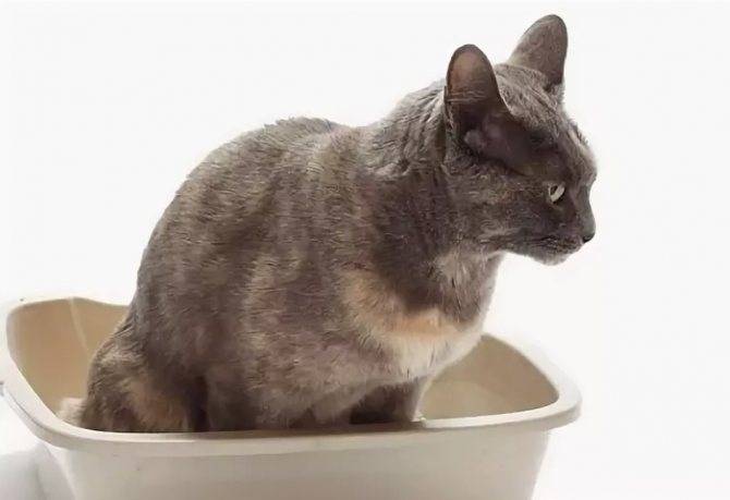 Что делать, если у кошки понос в домашних условиях?