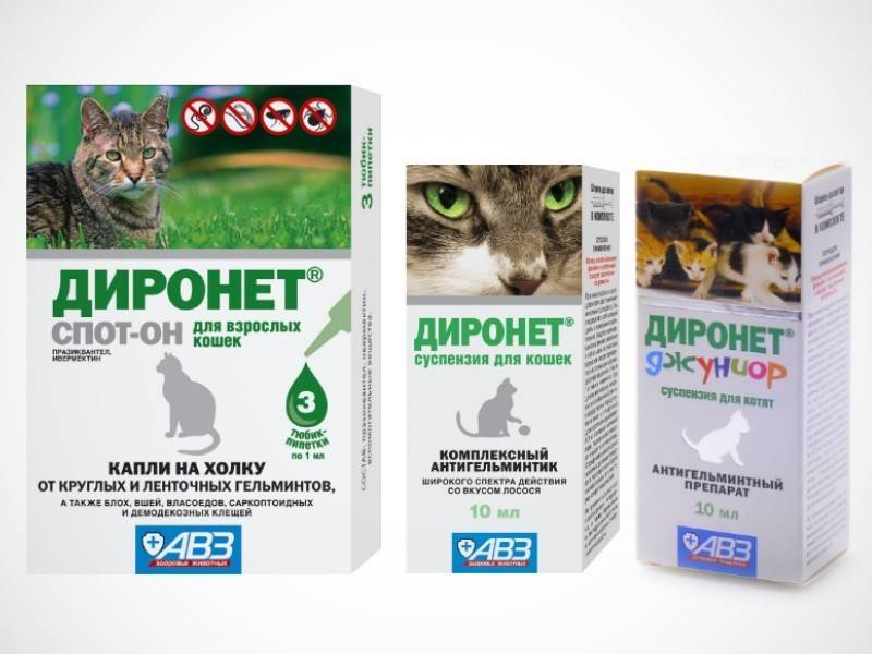 Таблетки от глистов для кошек: когда и как давать, названия, инструкции | zoosecrets