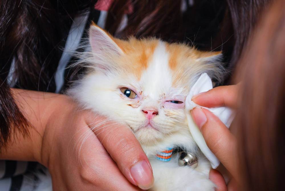 У кошки или кота слезятся один или оба глаза: почему, что делать и чем лечить котенка и взрослое животное в домашних условиях