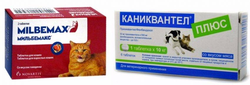 Симптомы и лечение кашля у кошек
