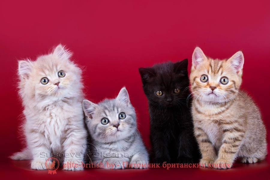 Британские кошки окраса табби: разновидности и содержание