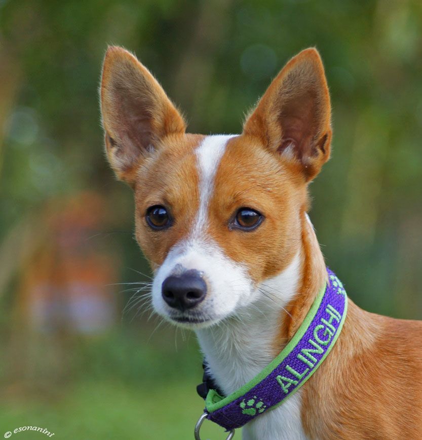Поденгу португез — порода собак с фото, видео, описанием породы.