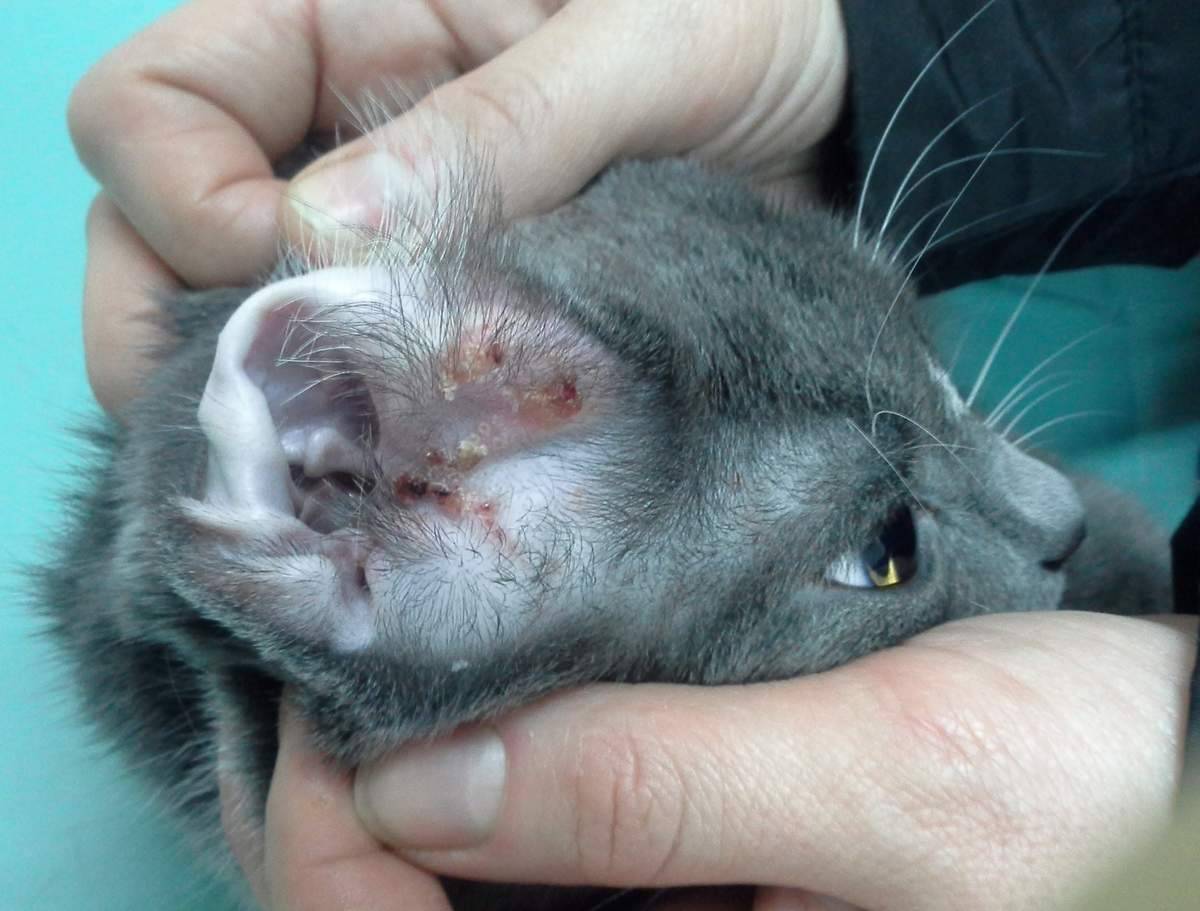 Ушной клещ у кошек: симптомы, лечение в домашних условиях и меры профилактики