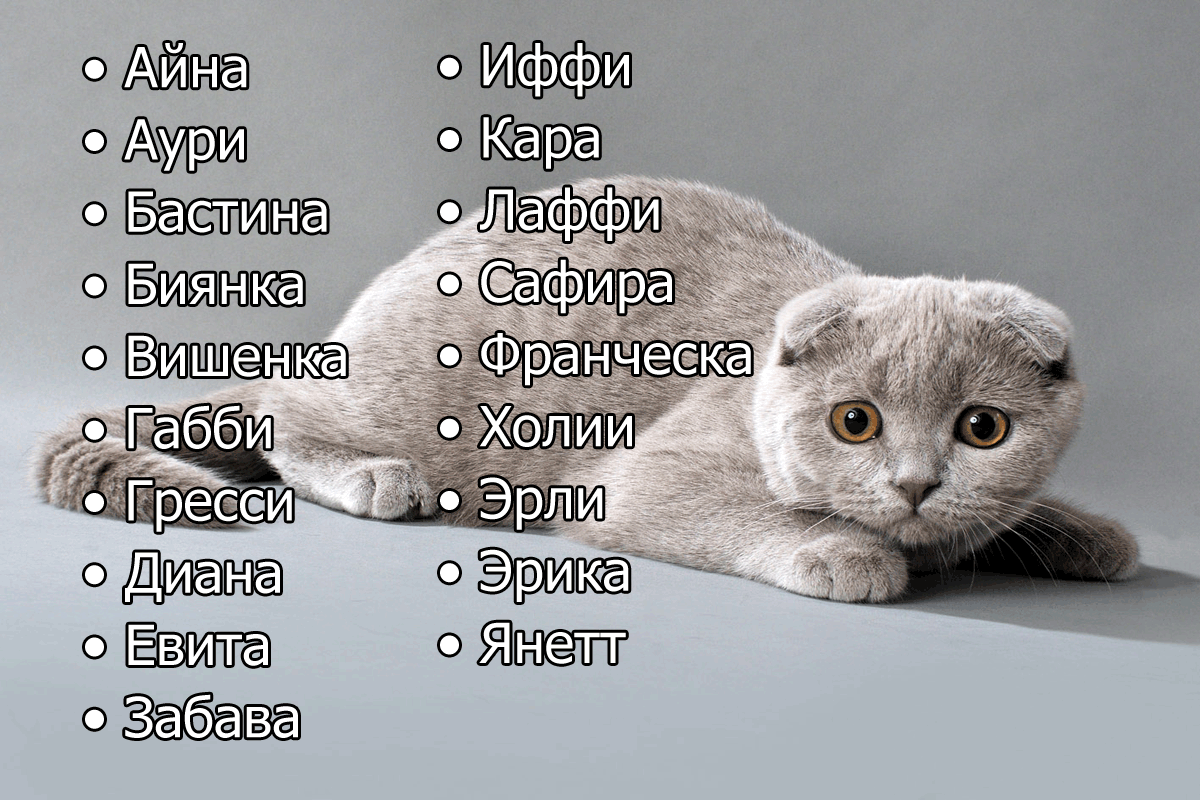 Самые красивые имена для кошек-девочек – 10 кличек для разных видов и пород