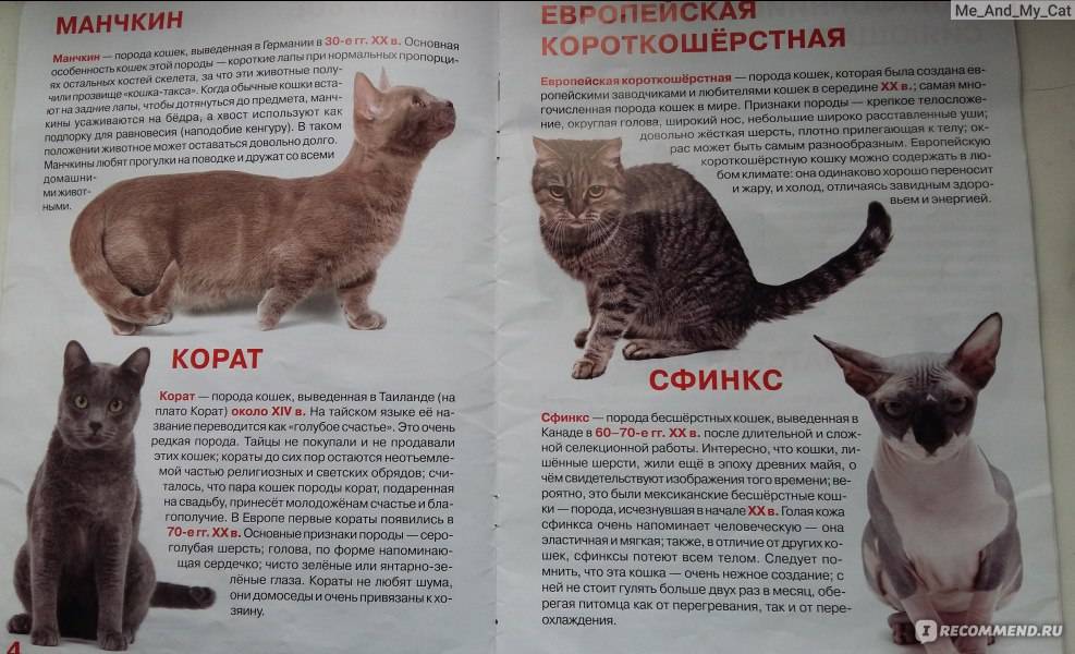 Корат - фото и описание породы кошек (характер, уход и кормление)