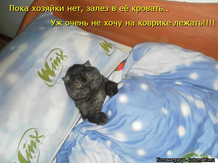 Как отучить котенка писать на кровать и почему кошки мочатся на постель - разбираем в общих чертах