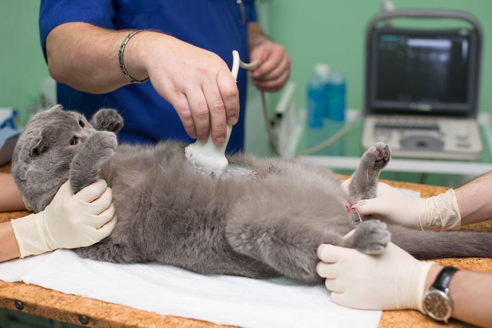 В каком возрасте лучше делать стерилизацию кошки
