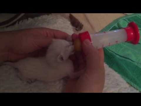 Как кормить кошку или котенка из шприца: пошаговая инструкция