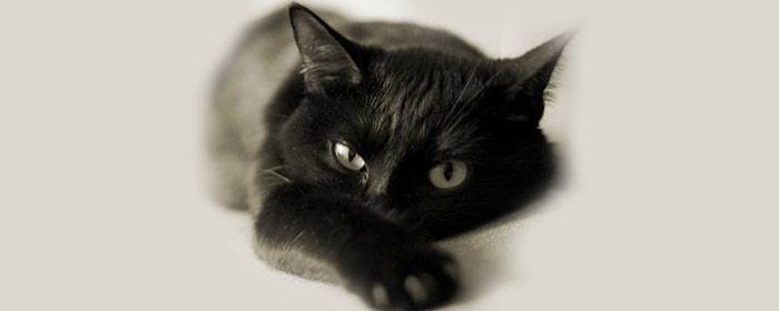 Черный британский кот