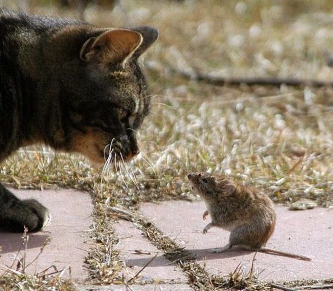 Кот-крысолов: основные варианты пород мышеловов