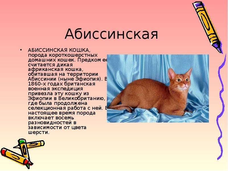Абиссинская порода кошек: фото, характер и поведение, стандарты, окрасы, описание