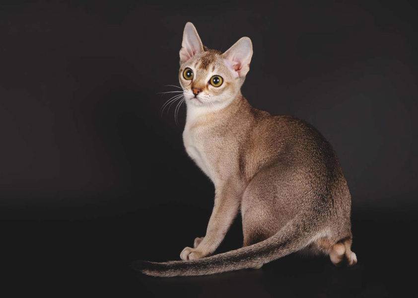 Кошки с зелеными глазами: список пород с описанием