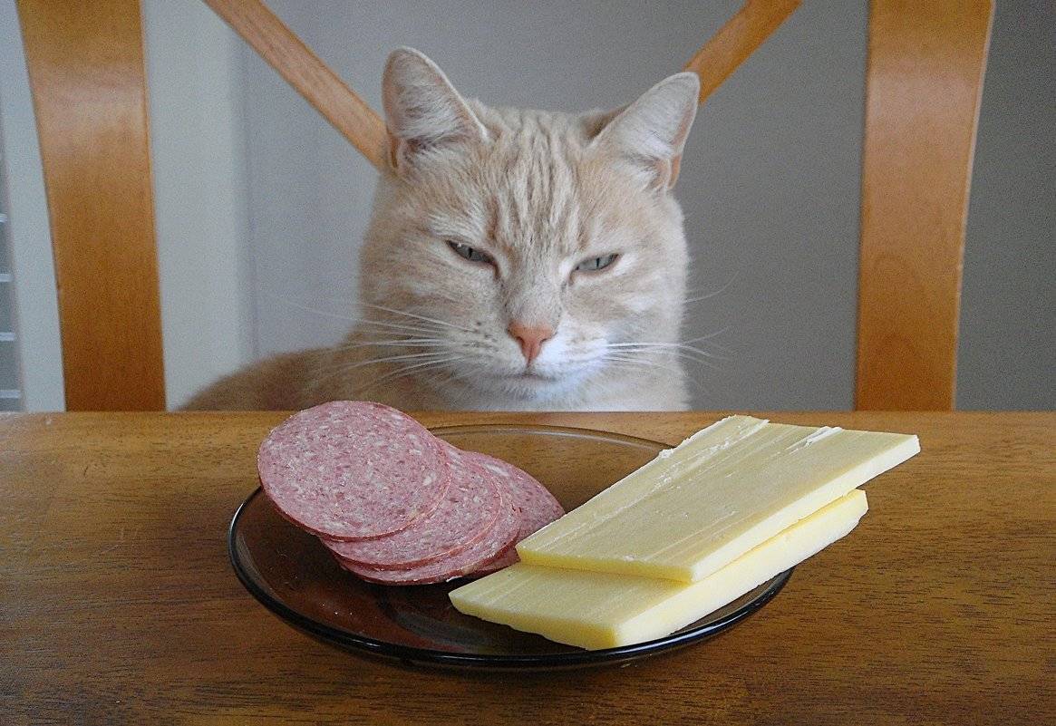 Можно ли кошкам сыр? отвечает эксперт по домашним животным