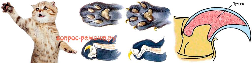 Строение лапы кошки – анатомия лапы