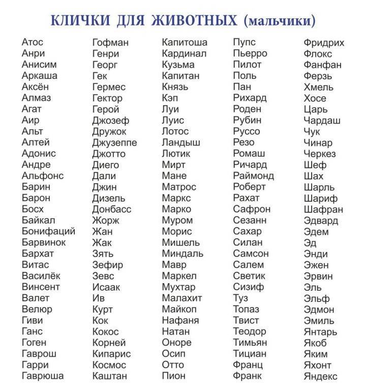 ᐉ имена по характеру котов - ➡ motildazoo.ru