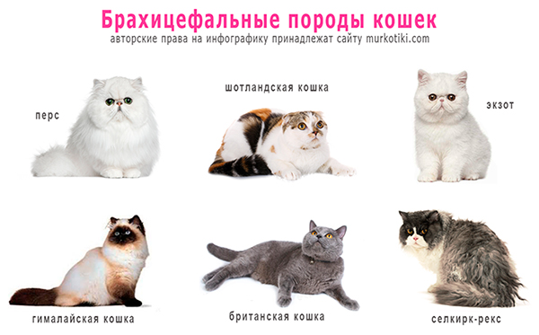 Кошки, не вызывающие аллергию у людей - породы и фото