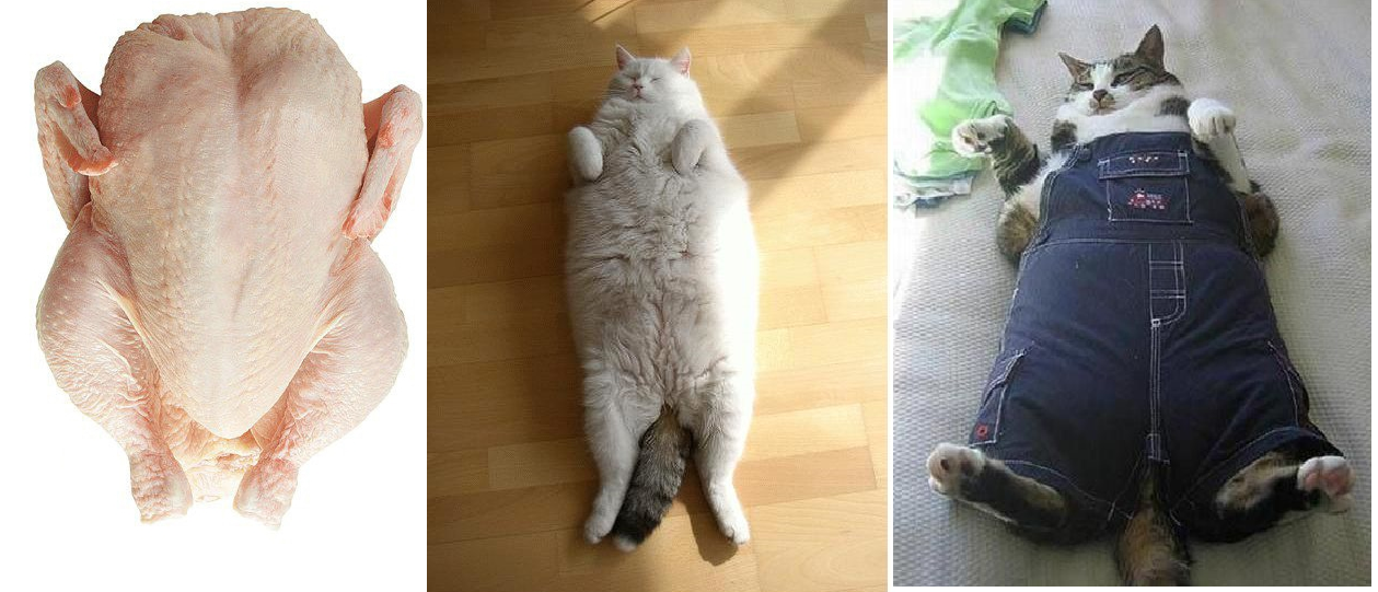 Как откормить худую кошку, чтобы набрала вес