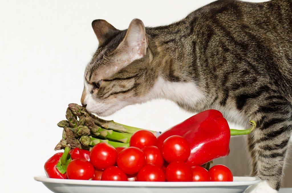 Вредная еда для кошек