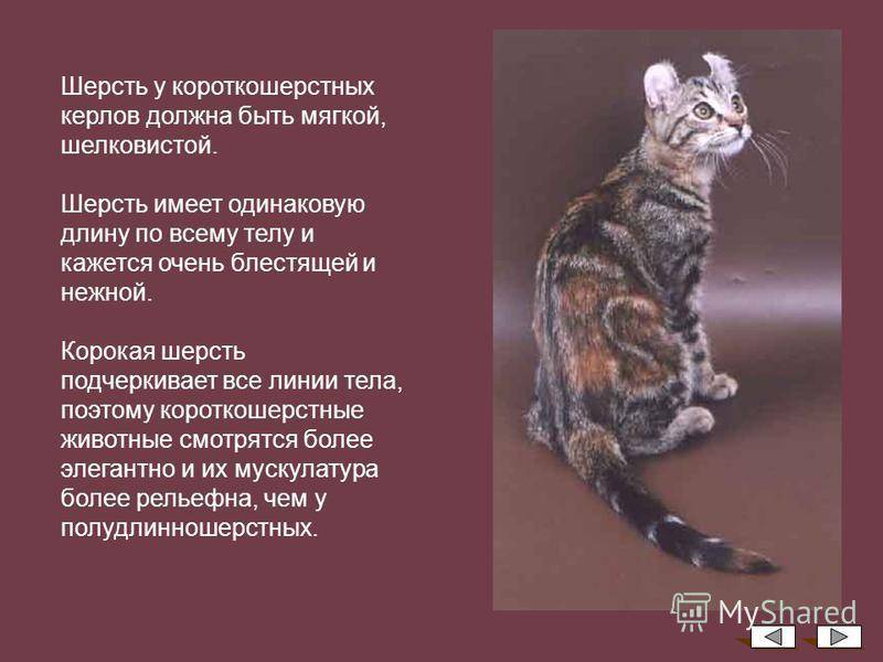 Охос азулес: описание внешности и характера, уход за питомцем и его содержание, выбор котёнка, отзывы владельцев, фото кота