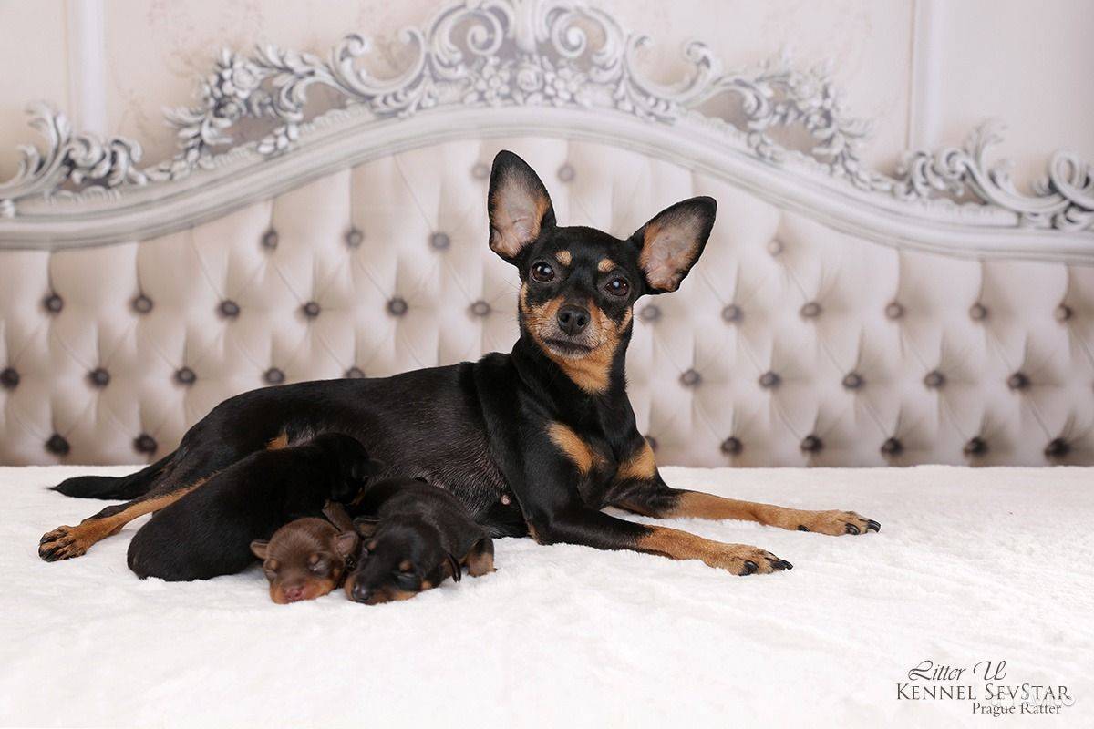 Пражский крысарик: описание и характеристика породы