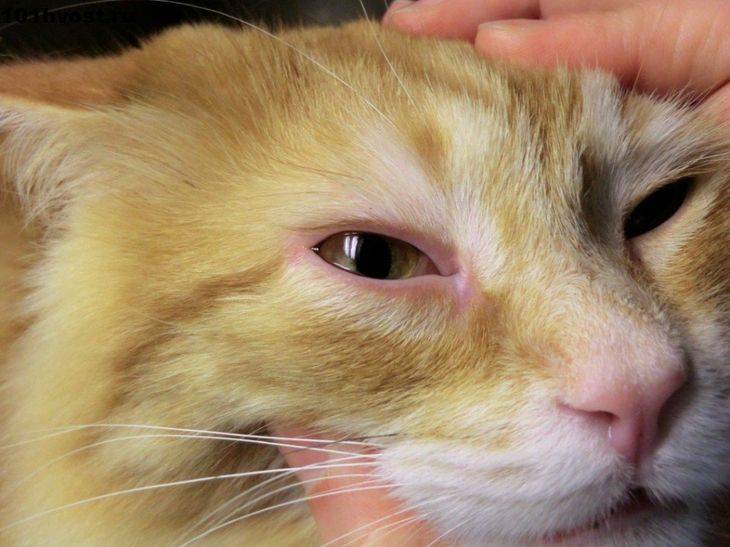 Ринотрахеит у кошек симптомы и лечение в домашних условиях