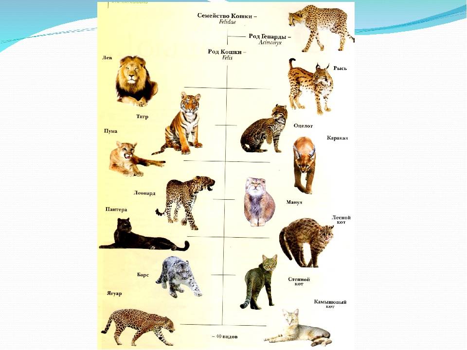 Название типа животных. Семейство кошачьих таблица. Представители отряда Хищные семейство кошачьи. Род кошачьих вид семейство кошачьих таблица. Семейство кошачьих классификация схема.
