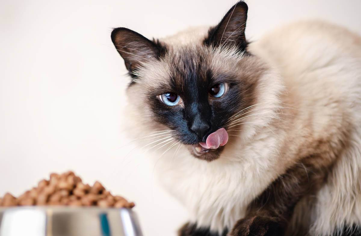 Анорексия у кошек симптомы и лечение — витамины для кошки для аппетита