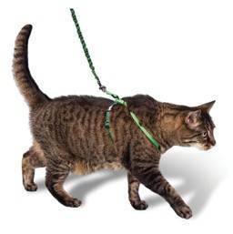 Как приучить кота или кошку к шлейке: пошаговая инструкция