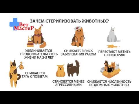 Кастрация котов