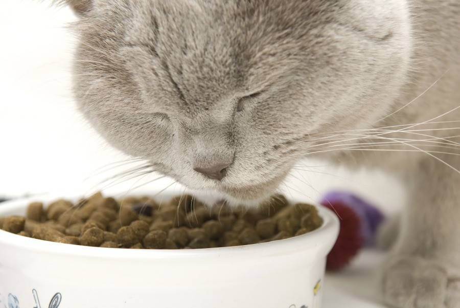 Симптомы аллергии на корм у котенка