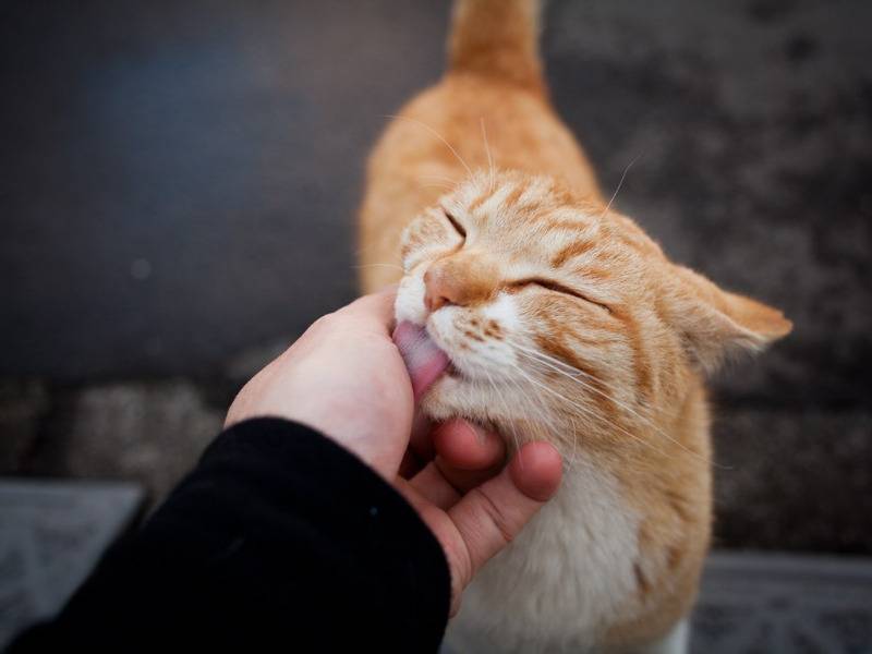 Почему кошка лижет руки человека | лицо хозяина