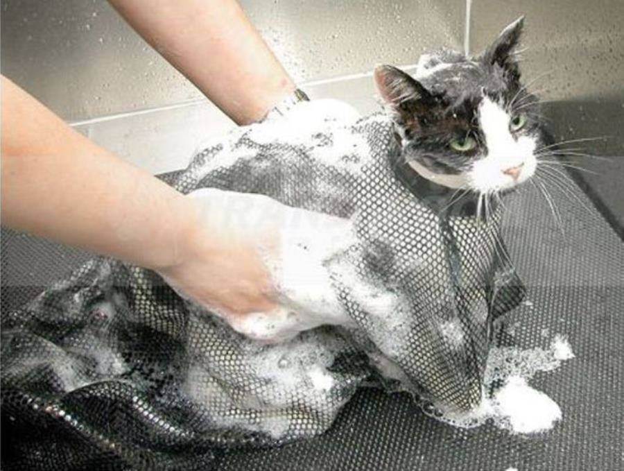 Как купать кота