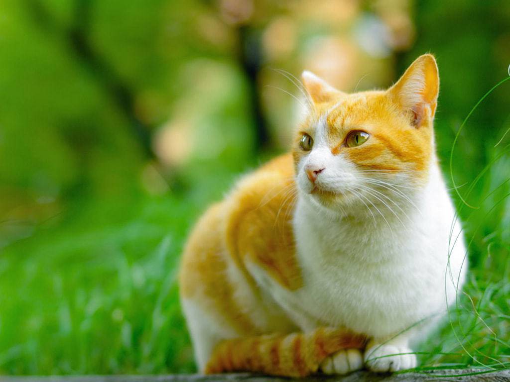 Заболевания печени и желчного пузыря у кошек.