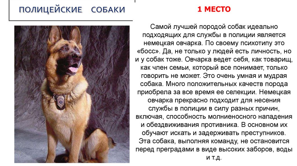 Московская сторожевая собака: описание породы с фото — pet-mir.ru