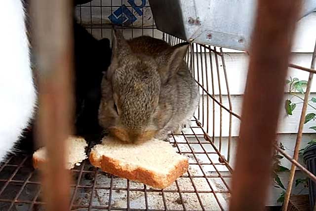 Можно ли кормить кур, уток и кроликов хлебом. подходит ли хлеб на корм животным