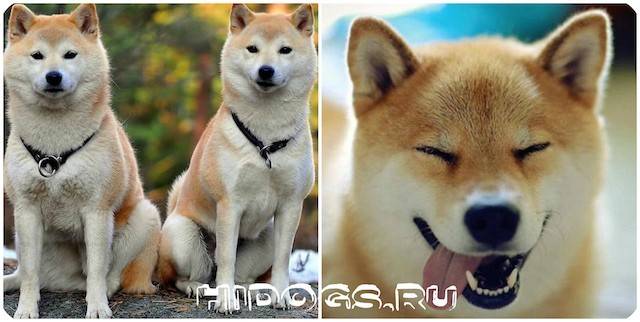 Японская порода собак сансю - описание, характер, характеристика, фото сансю и видео, цена