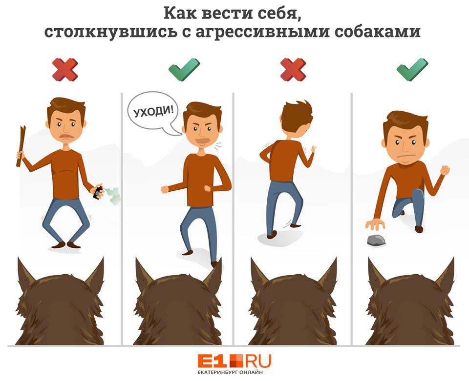 Что делать, если на вас напала собака