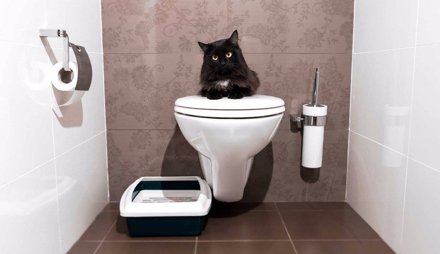 Как часто котёнок ходит в туалет: норма и отклонения