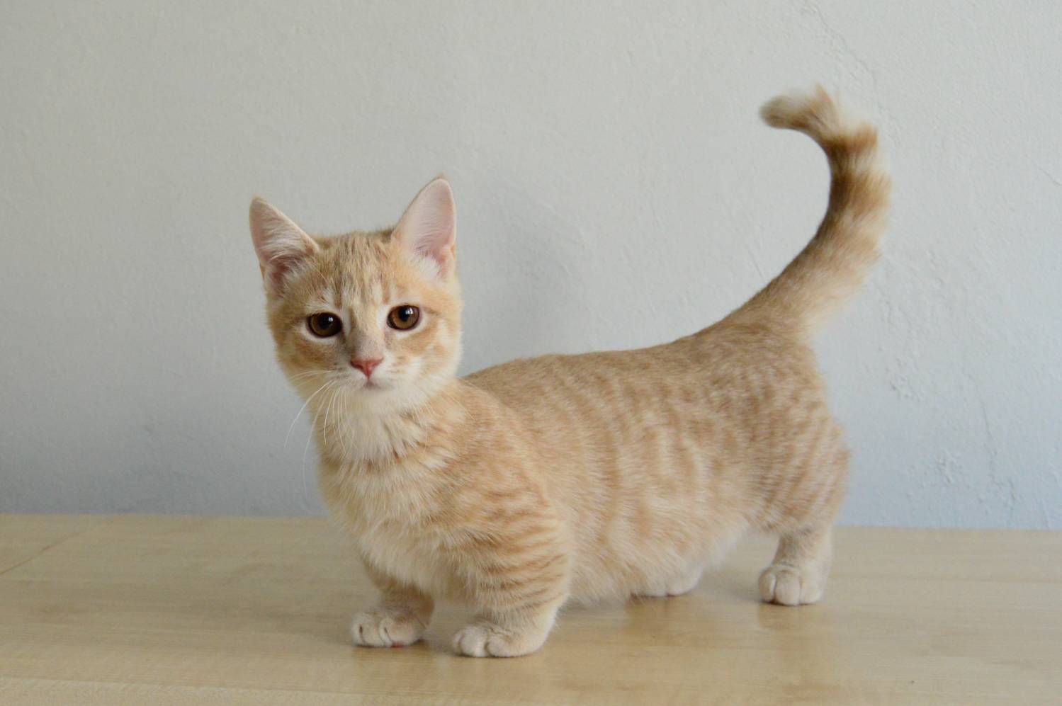Манчкин: порода кошек с короткими лапами, описание и фото, особенности характера