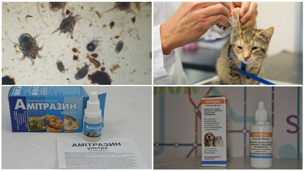 Отодектоз у кошек - первые симптомы и рекомендации по выбору препаратов для лечения (видео + 110 фото)
