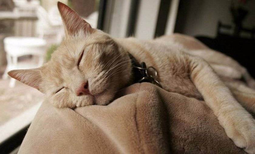 Чумка (панлейкопения) у кошек и котят | симптомы и лечение