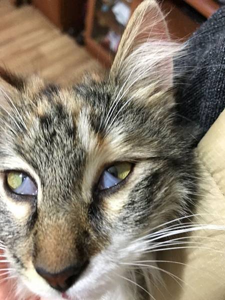 Бельмо на глазу у кошки, лечение патологии: почему у животного орган зрения затягивает пленкой?